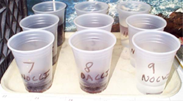 experiment cups