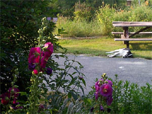 Dog sleeping, colorful flowers
